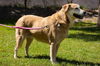 Sandy our Mystery Lab