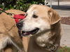 Sandy our Mystery Lab
