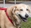 Sandy our Mystery Lab