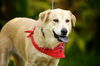Sandy our Mystery Lab