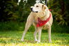 Sandy our Mystery Lab