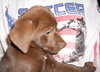 Cassie the Chocolate Lab Puppy