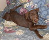 Cassie the Chocolate Lab Puppy