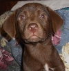 Cassie the Chocolate Lab Puppy