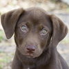 Cassie the Chocolate Lab Puppy