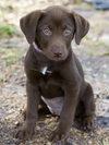 Cassie the Chocolate Lab Puppy