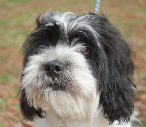 Cocker spaniel and hot sale lhasa apso mix