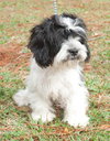 Louie the Cocker Apso