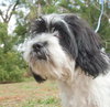 Louie the Cocker Apso