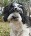 Louie the Cocker Apso