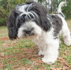 Louie the Cocker Apso