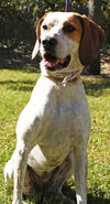 Nellie the Beautiful Hound