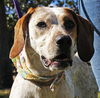 Nellie the Beautiful Hound