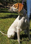 Nellie the Beautiful Hound