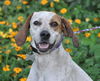 Nellie the Beautiful Hound