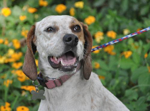 Nellie the Beautiful Hound