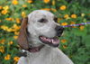 Nellie the Beautiful Hound