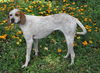 Nellie the Beautiful Hound