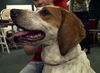 Nellie the Beautiful Hound
