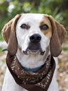 Nellie the Beautiful Hound