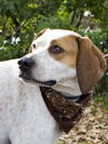 Nellie the Beautiful Hound