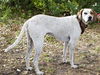 Nellie the Beautiful Hound
