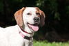 Nellie the Beautiful Hound