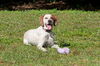 Nellie the Beautiful Hound