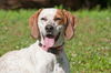 Nellie the Beautiful Hound