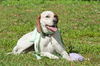 Nellie the Beautiful Hound