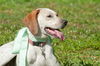 Nellie the Beautiful Hound