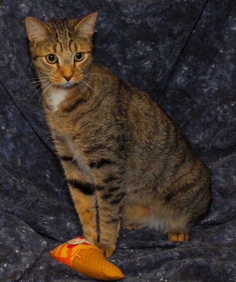 Gato DECLAWED