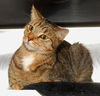 Gato DECLAWED