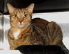 Gato DECLAWED