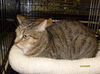Gato DECLAWED