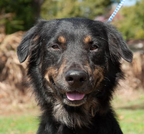 Dallas the Senior Australian Shepard Mix