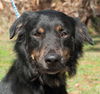 Dallas the Senior Australian Shepard Mix