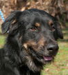 Dallas the Senior Australian Shepard Mix