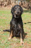 Dallas the Senior Australian Shepard Mix