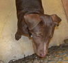 Dharma the Lab Puppy