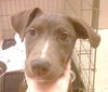 Dharma the Lab Puppy