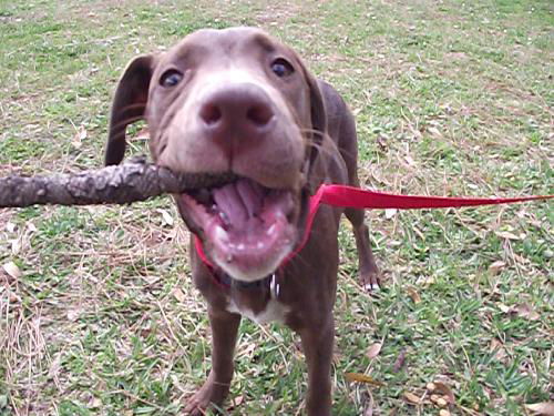 Dharma the Lab Puppy