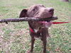 Dharma the Lab Puppy