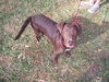 Dharma the Lab Puppy