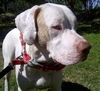 Honey Bun the American Bulldog/Dane Mix