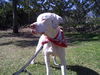 Honey Bun the American Bulldog/Dane Mix