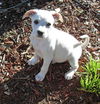 Miamy the Boxer Puppy