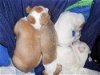 Sarasota Boxer Puppy