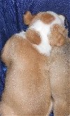 Sarasota Boxer Puppy