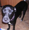 Sadie the Lab